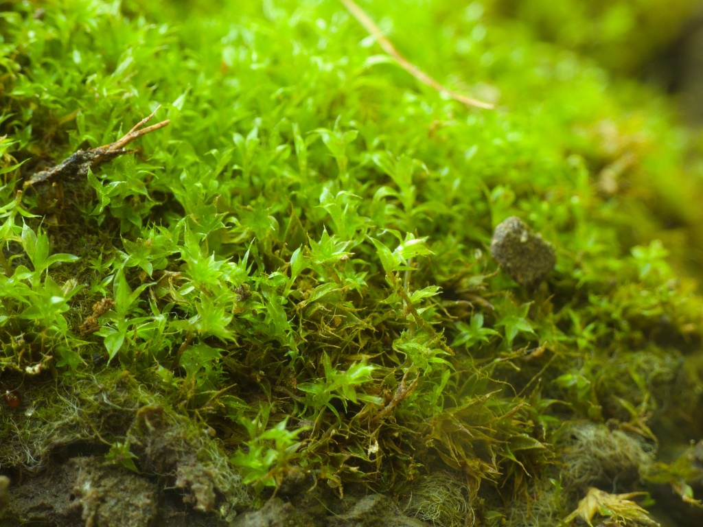 Bryum caespiticium